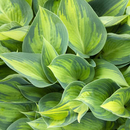 June Hosta Seeds