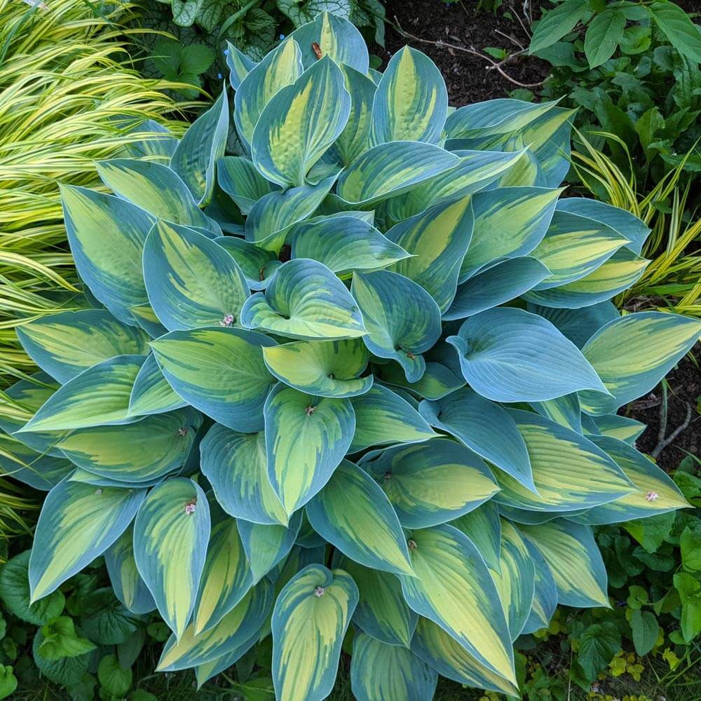 June Hosta Seeds