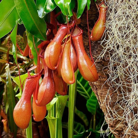 Jungle Pitcher Plant Seeds