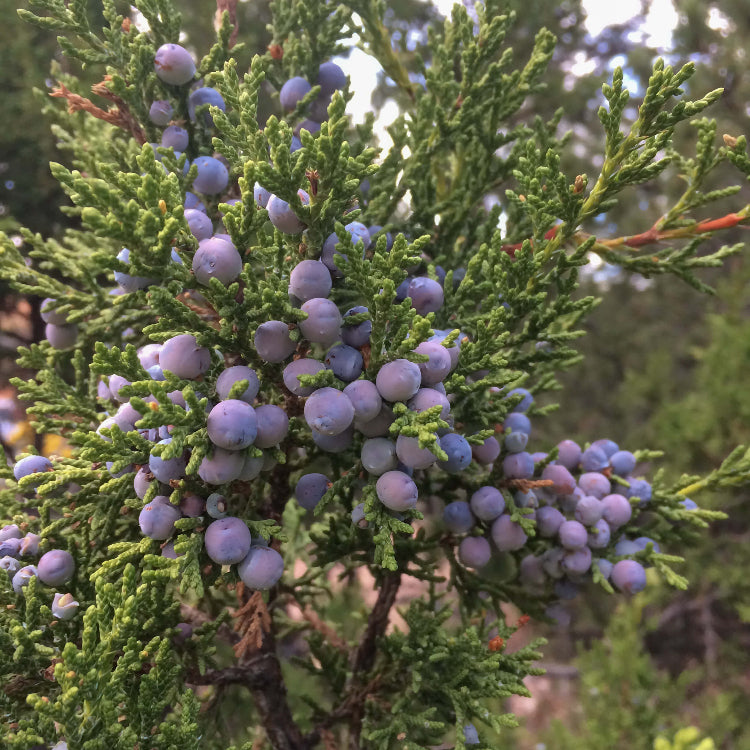 Juniper Berry Seeds