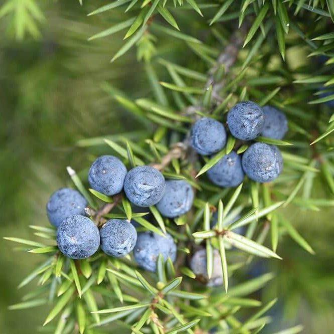 Juniper Berry Seeds