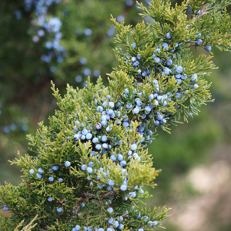 Juniper Berry Seeds