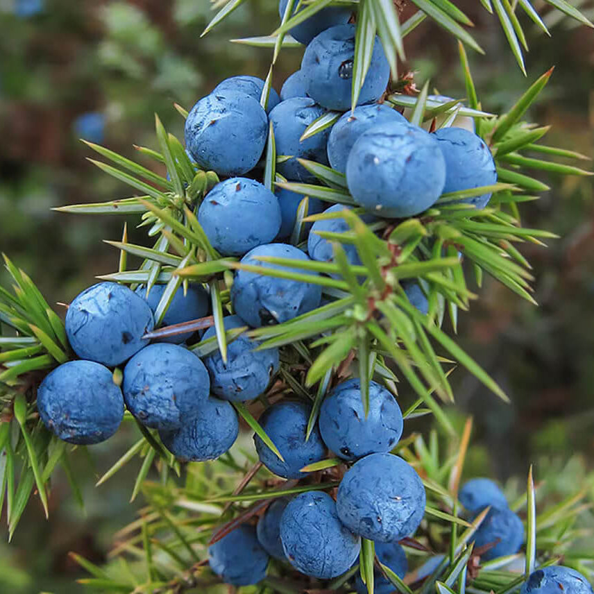 Juniper Berry Seeds