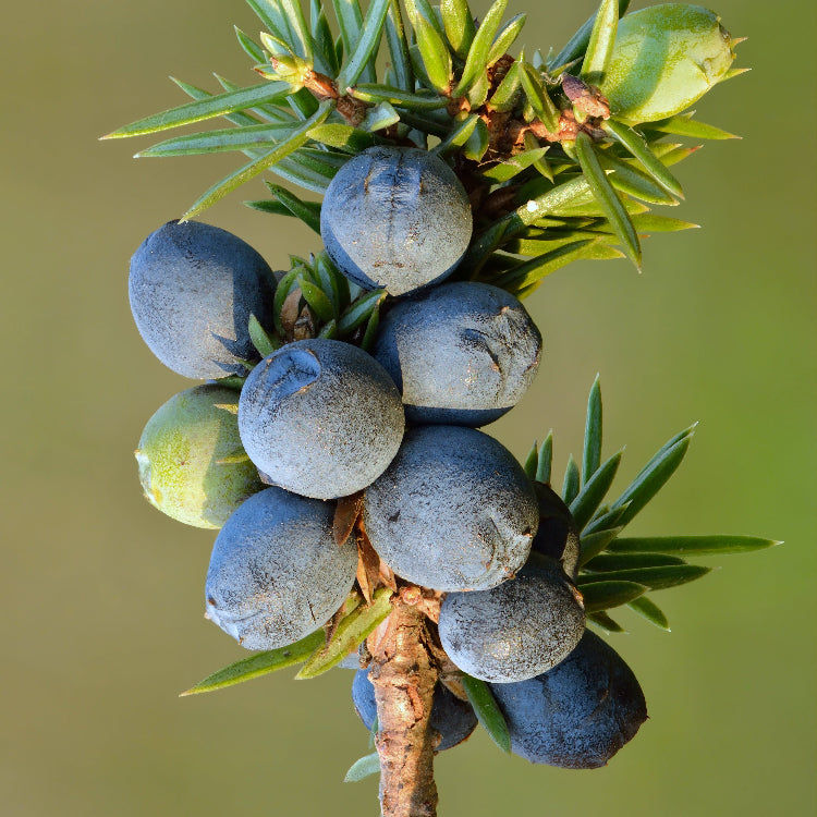 Juniper Berry Seeds