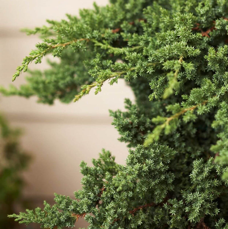 Juniper Seeds For Planting - Tree Seeds for Home Gardens