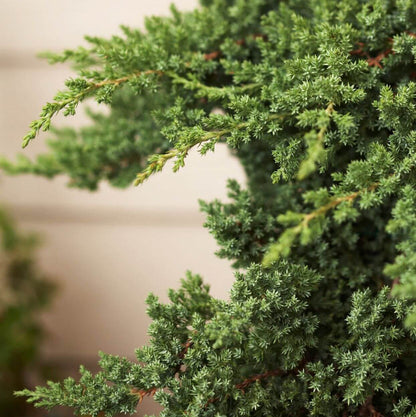 Juniper Seeds For Planting - Tree Seeds for Home Gardens