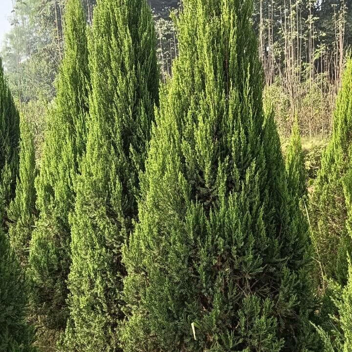 Juniper Seeds For Planting - Tree Seeds for Home Gardens