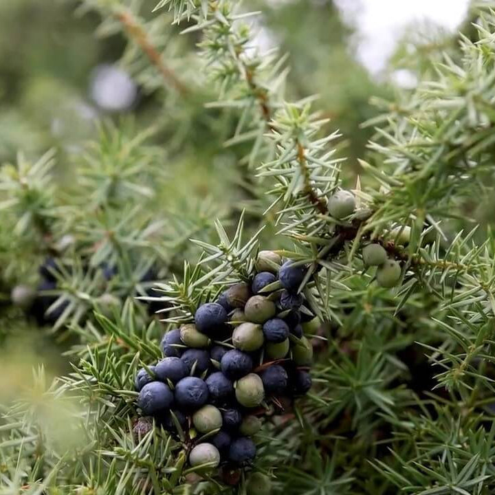 Juniper Seeds For Planting - Tree Seeds for Home Gardens