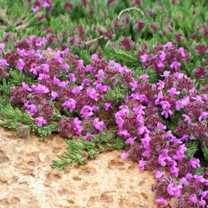 Juniper Thyme Seeds - Heirloom Herbal Plant for Home Gardens