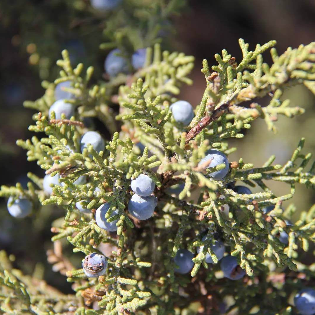 Juniper Tree Seeds - Tree Seeds for Home Gardens