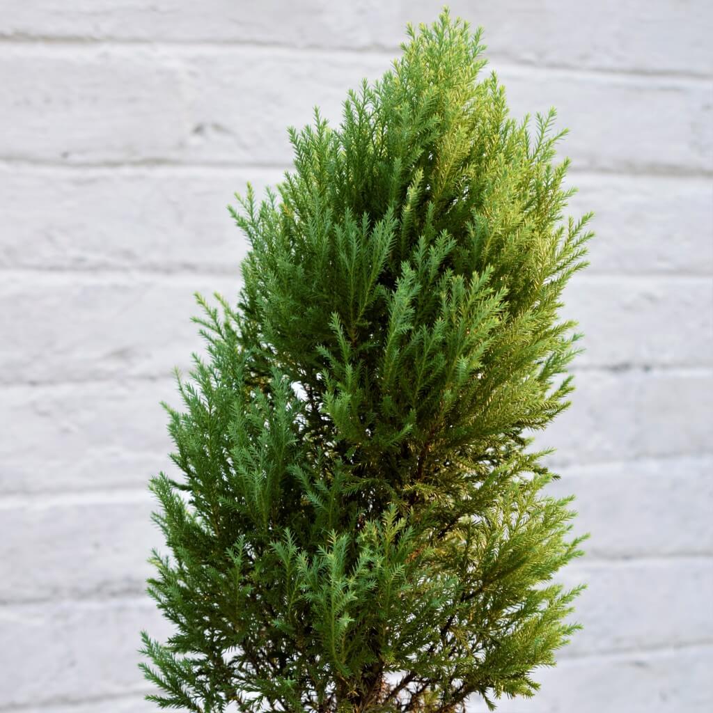 Juniper Tree Seeds - Tree Seeds for Home Gardens