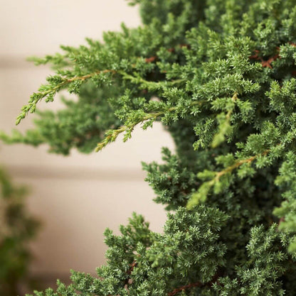 Juniper Tree Seeds - Tree Seeds for Home Gardens