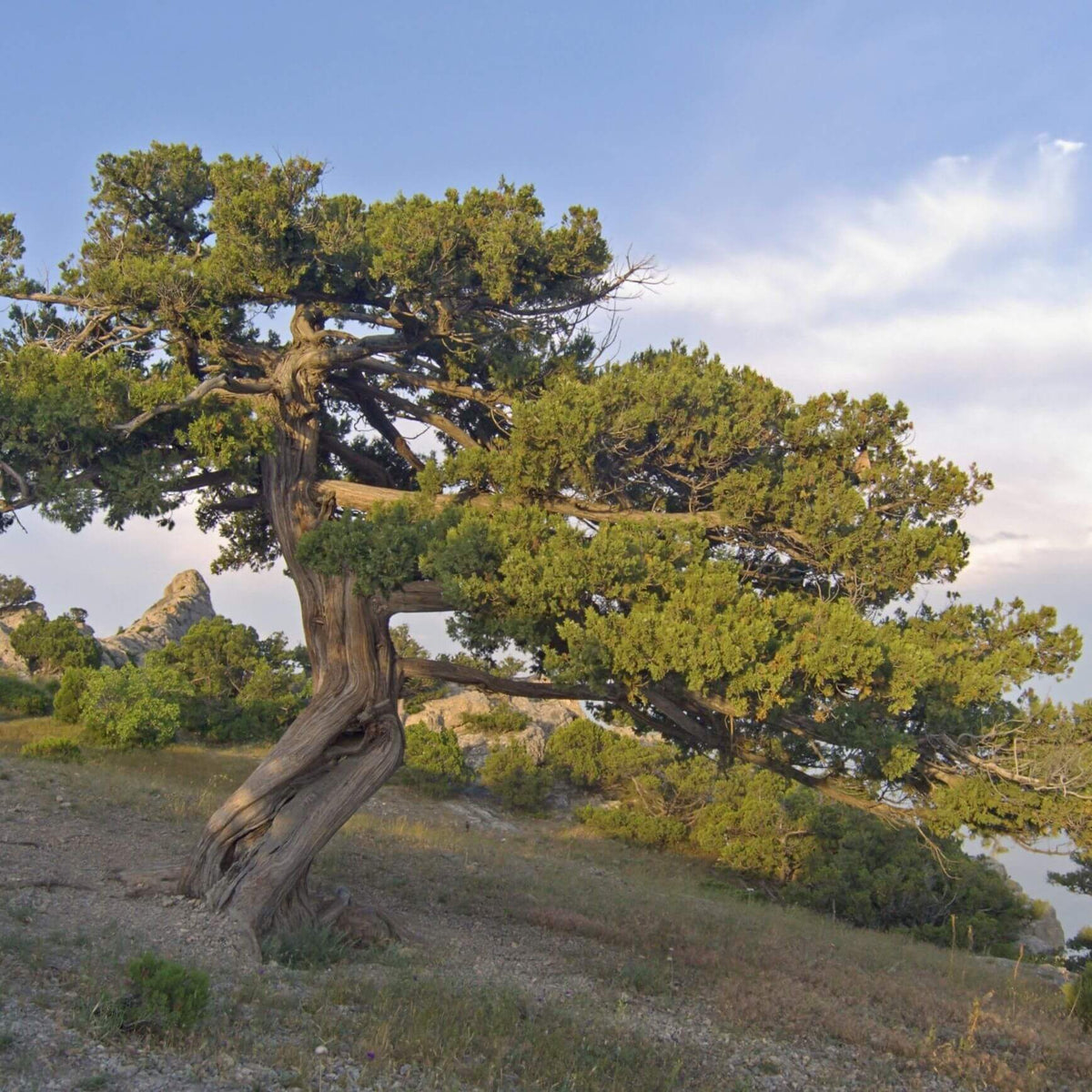 Juniper Tree Seeds - Tree Seeds for Home Gardens