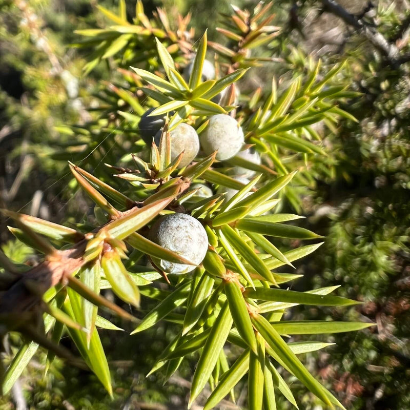 Juniperus Communis Seeds - Tree Seeds for Home Gardens