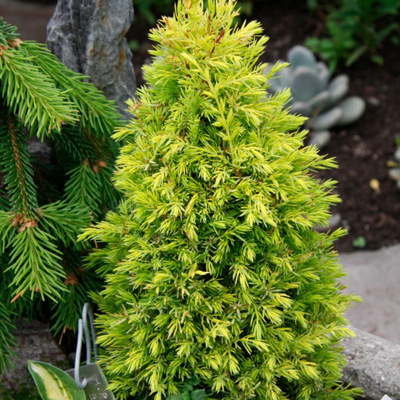 Juniperus Communis Seeds - Tree Seeds for Home Gardens