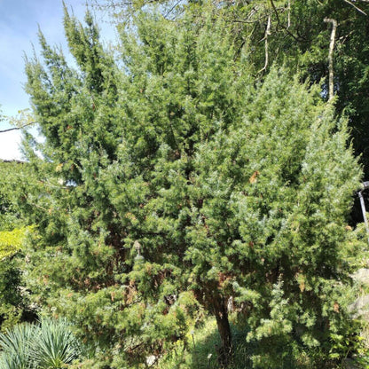 Juniperus Communis Seeds - Tree Seeds for Home Gardens