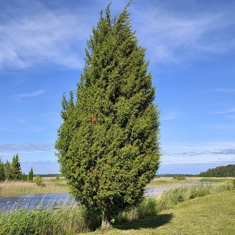 Juniperus Communis Seeds - Tree Seeds for Home Gardens