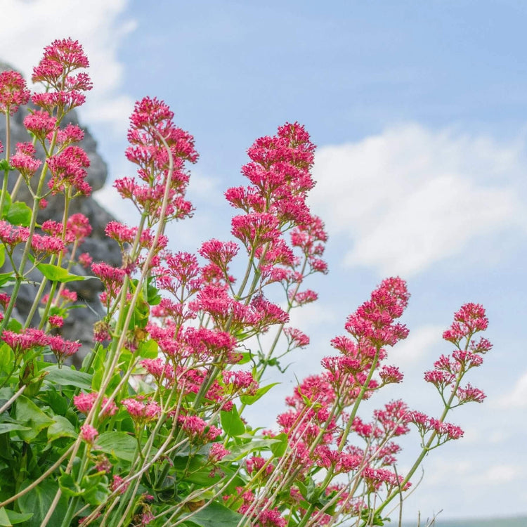 Jupiter's Beard Seeds - Flower Plant