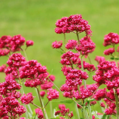 Jupiter's Beard Seeds - Flower Plant