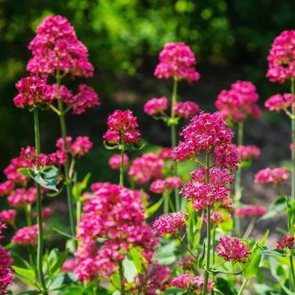 Jupiter's seeds - Flower Plant