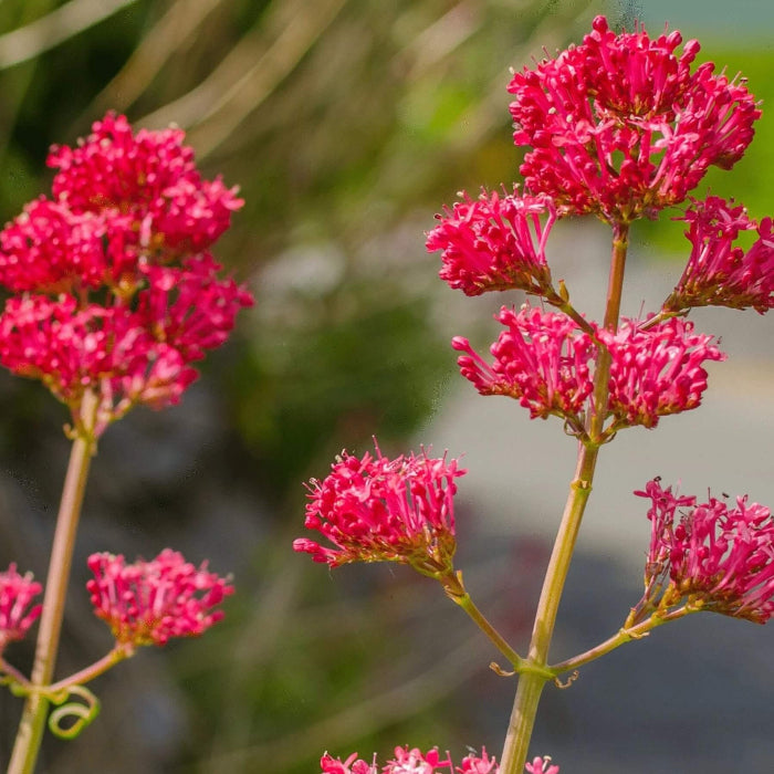 Jupiter's Beard Seeds - Flower Plant