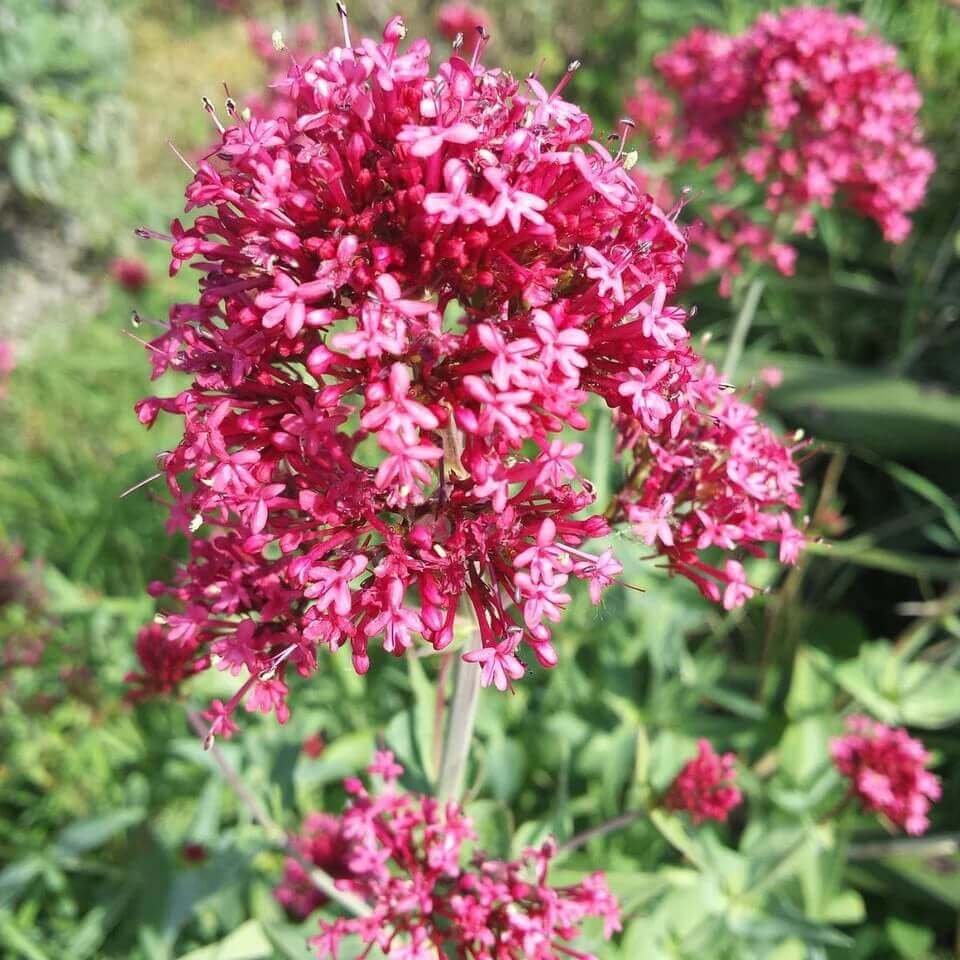 Jupiter's seeds - All in one for home gardens