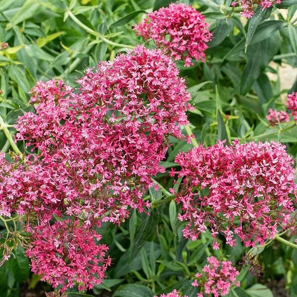 Jupiter's seeds - All in one for home gardens