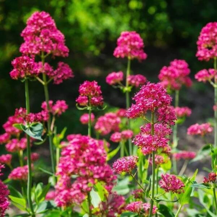 Jupiter's seeds - All in one for home gardens