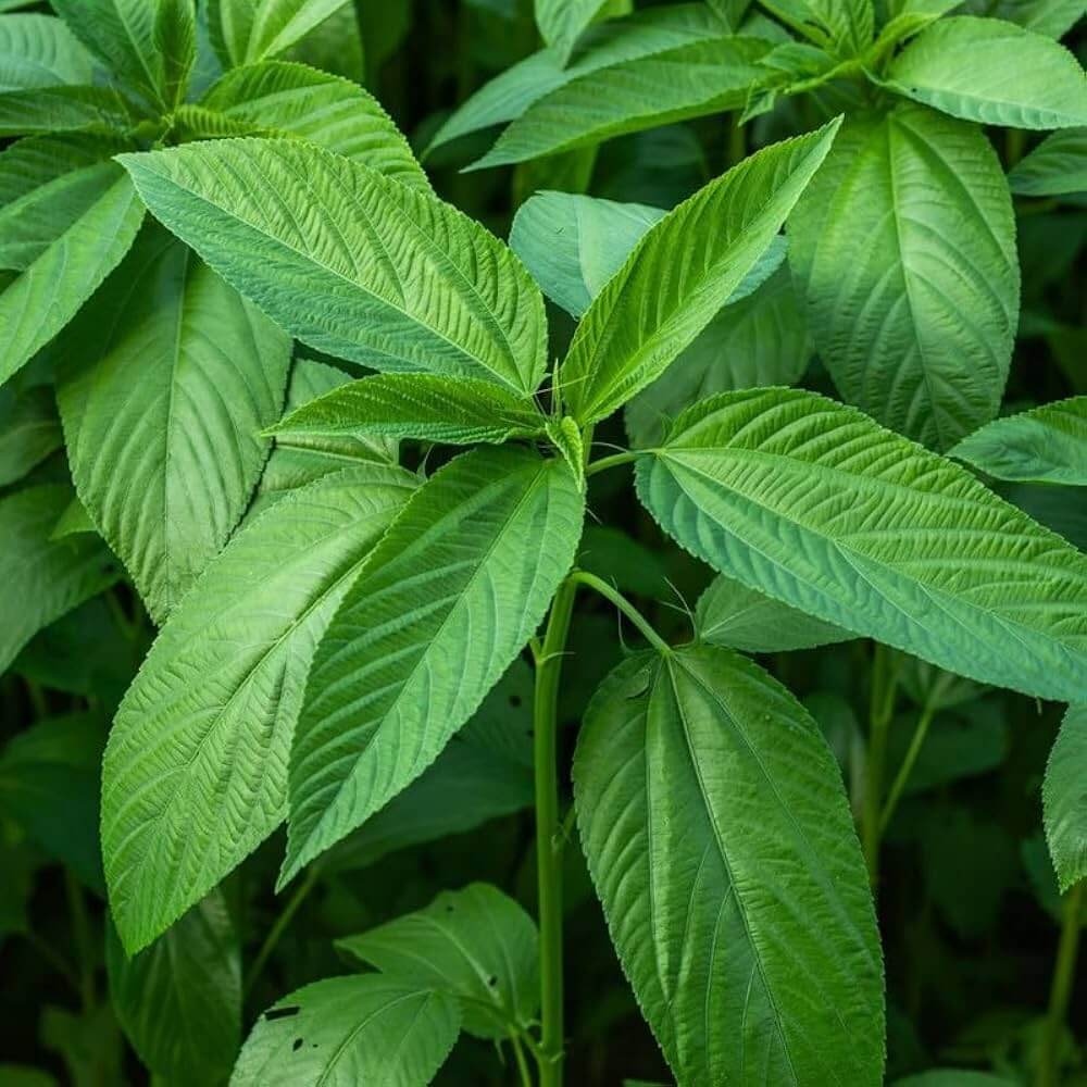 Jute Seeds - Herbal Plant for Home Gardens