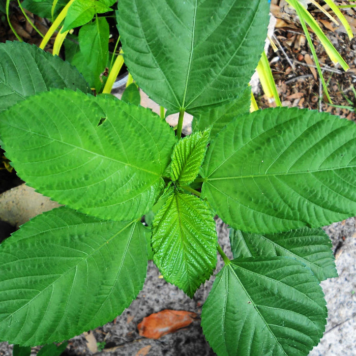 Jute Seeds - Herbal Plant for Home Gardens