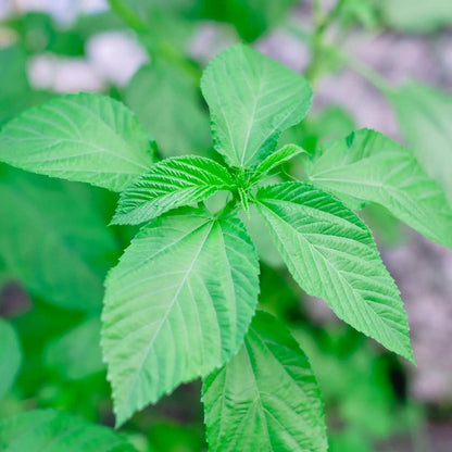 Jute Seeds - Herbal Plant for Home Gardens