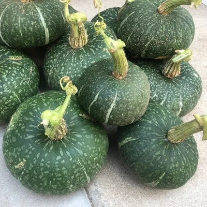 Kabocha Japanese  Pumpkin Seeds 