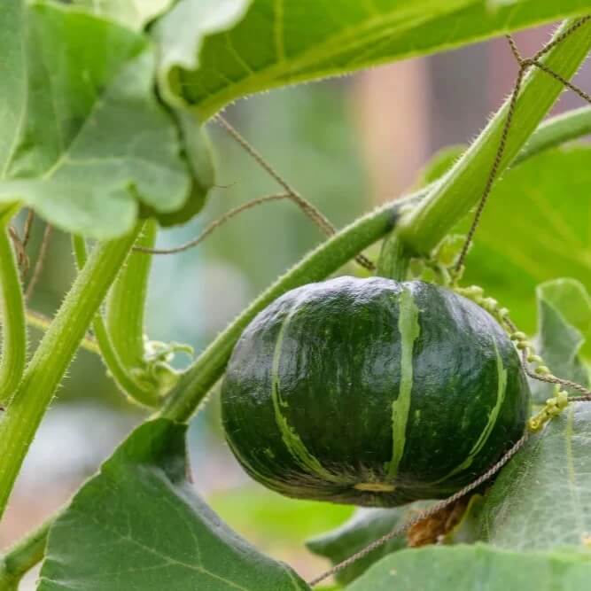 Kabocha Japanese  Pumpkin Seeds 