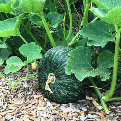 Kabocha Squash Seeds