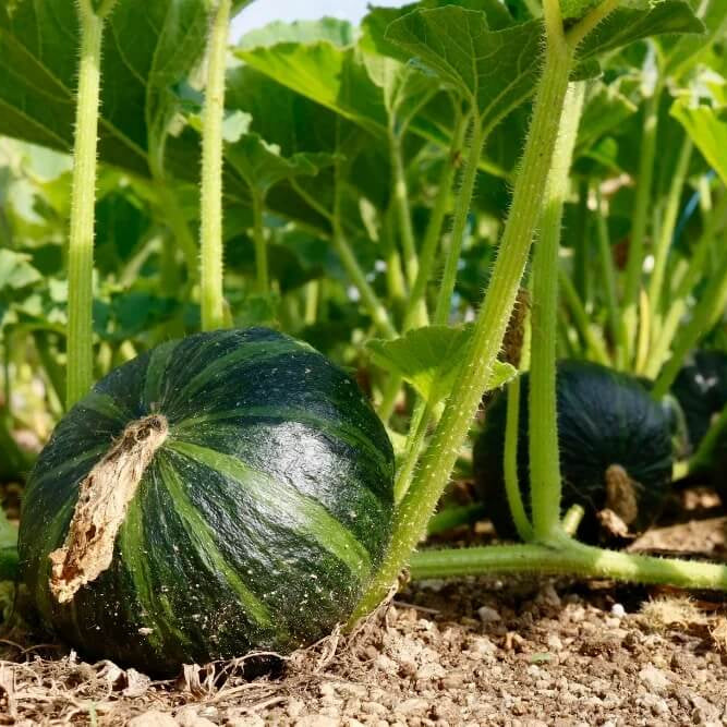Kabocha Squash Seeds