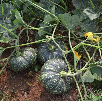 Kabocha Squash Seeds