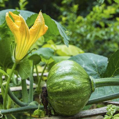 Kabocha Squash Seeds