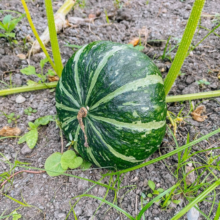 Kabocha squash seeds - Vegetable Plant