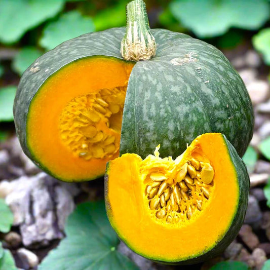Kabocha squash seeds - Vegetable Plant