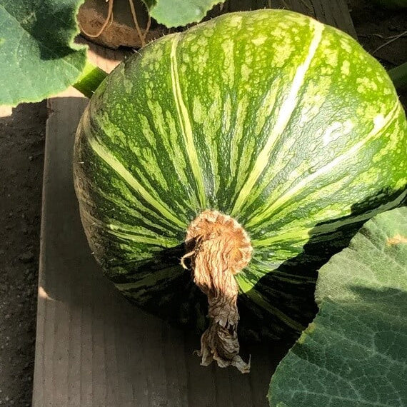 Kabocha squash seeds - Vegetable Plant