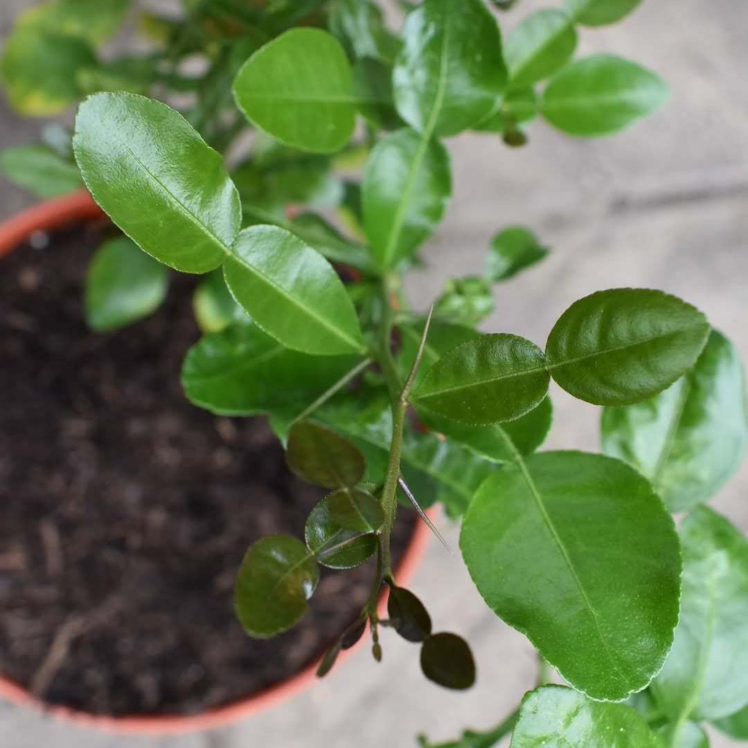 Kaffir Lime Seeds