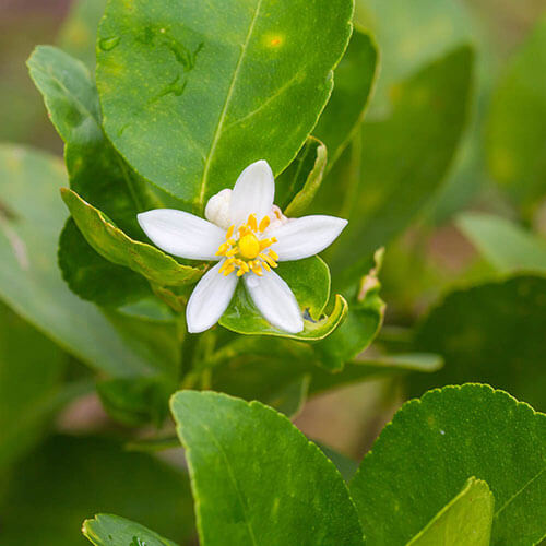 Kaffir Lime Seeds