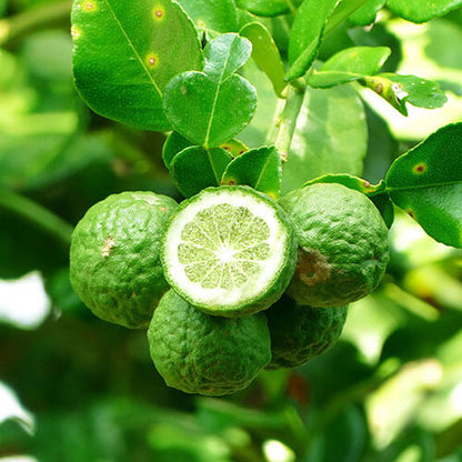 Kaffir Lime Seeds