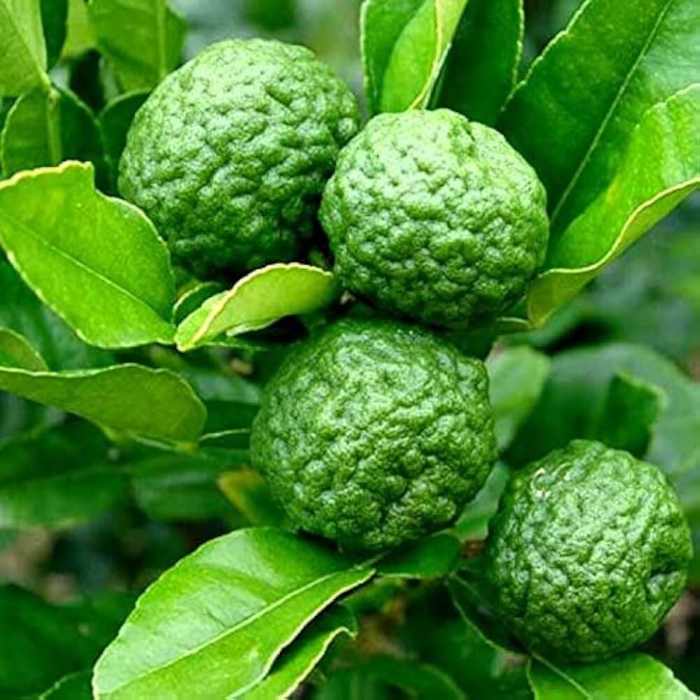 Kaffir Lime Seeds