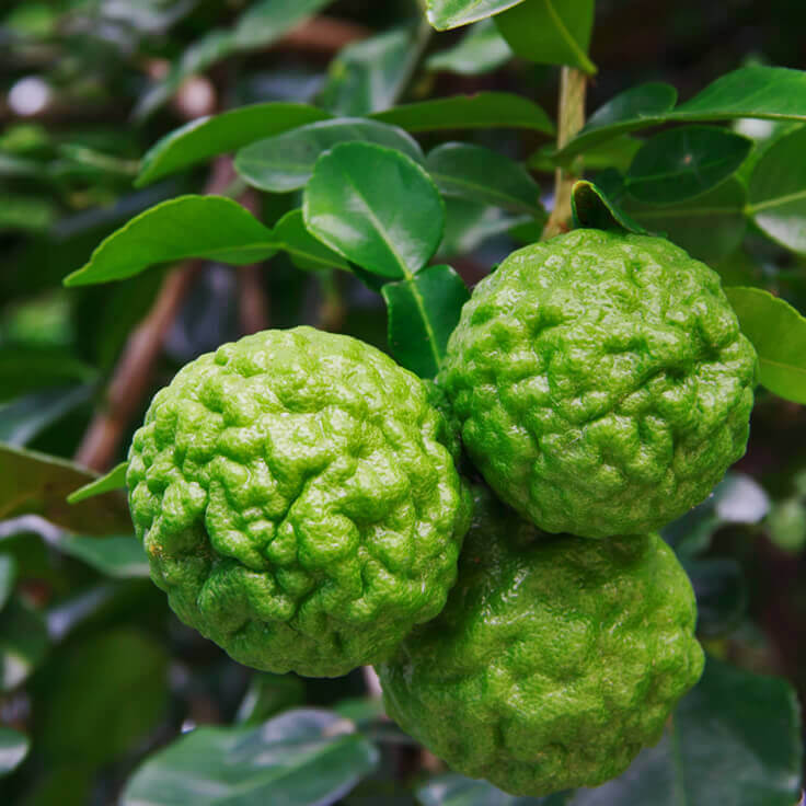 Kaffir Lime Seeds