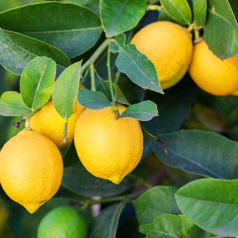 Kagzi Lemon Seeds