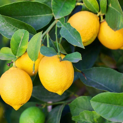 Kagzi Lemon Seeds