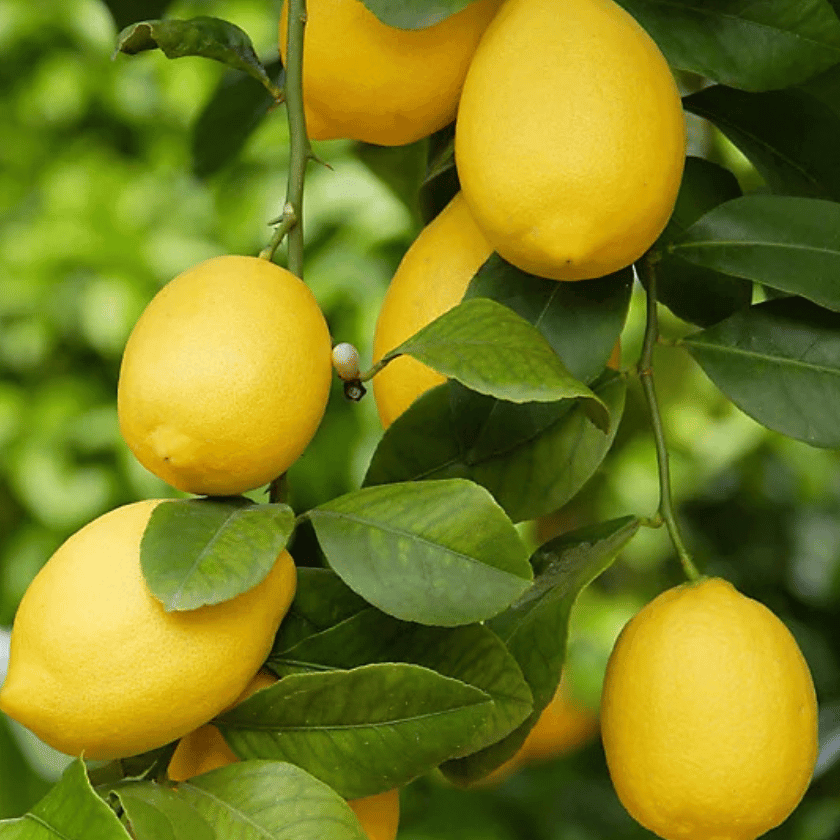 Kagzi Lemon Seeds