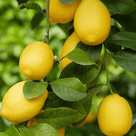 Kagzi Lemon Seeds