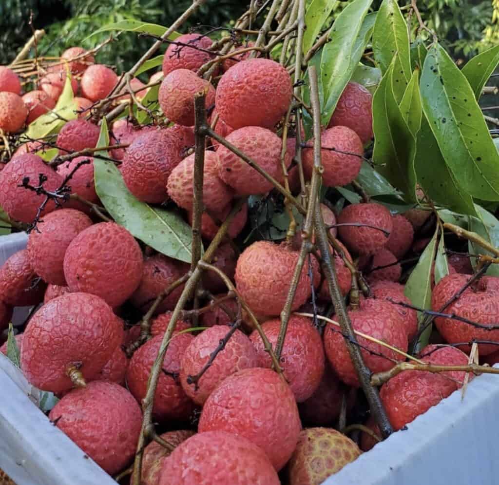 Kaimana Lychee Seeds